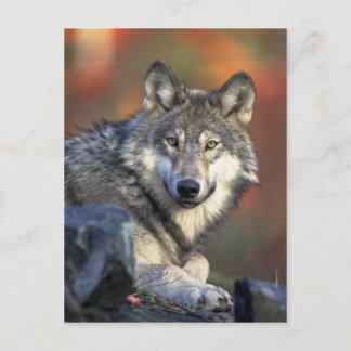 Postal Wolf Postcard