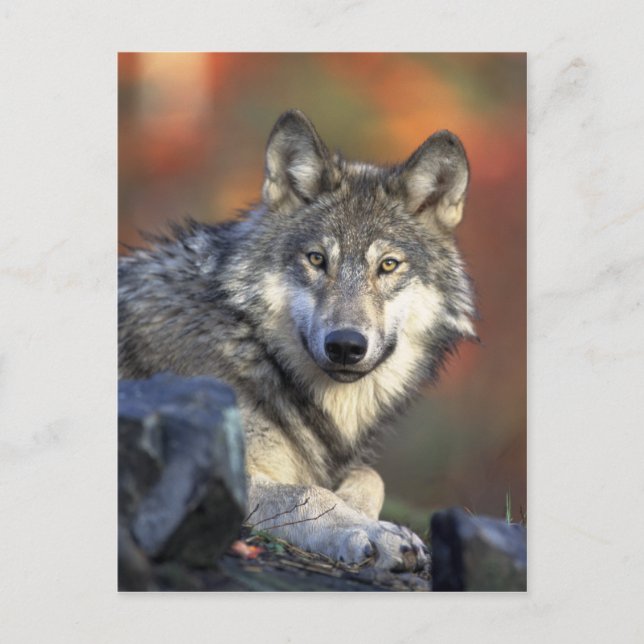 Postal Wolf Postcard (Anverso)