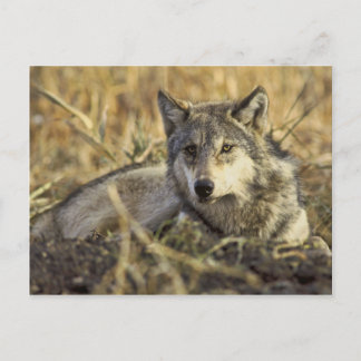Postal Wolf Postcard