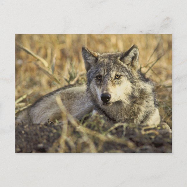 Postal Wolf Postcard (Anverso)