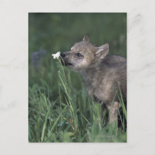 Postal Wolf Puppy Sniffing Mountain Wildflower