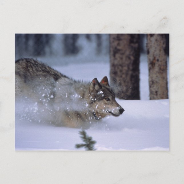 Postal Wolf Running In Snow (Anverso)