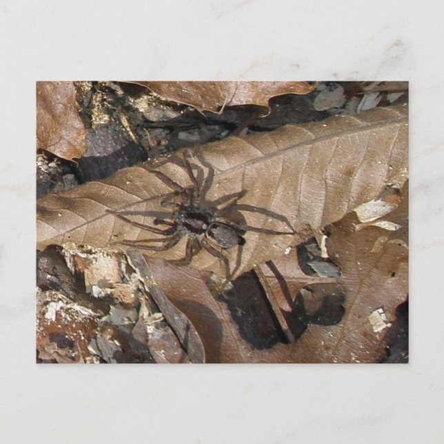 Postal Wolf Spider (Gladicosa gulosa) (Anverso)