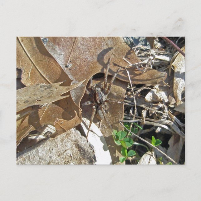 Postal Wolf Spider (Gladicosa gulosa) (Anverso)