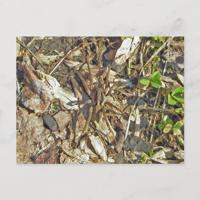 Postal Wolf Spider (Gladicosa gulosa) (Anverso)