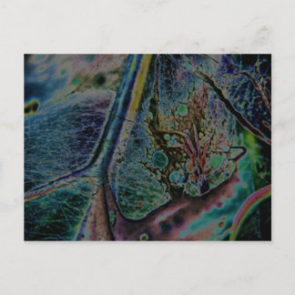 Postal Wolf Spider Nebula