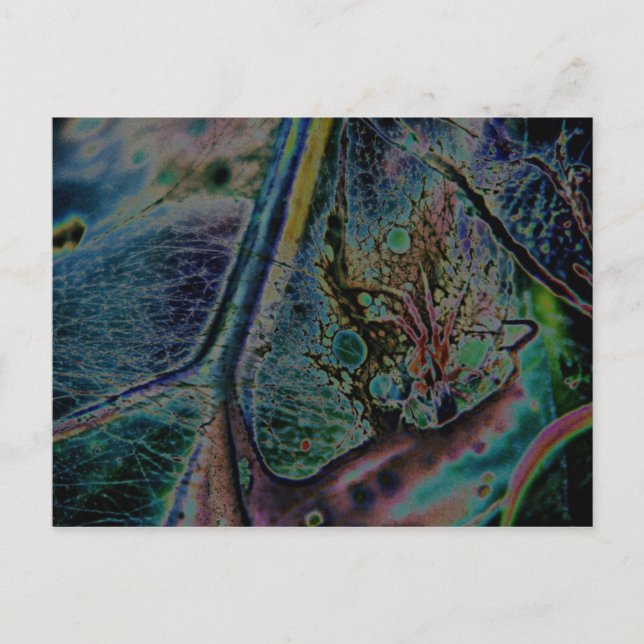 Postal Wolf Spider Nebula (Anverso)