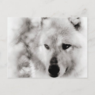 Postal Wolf Spirit