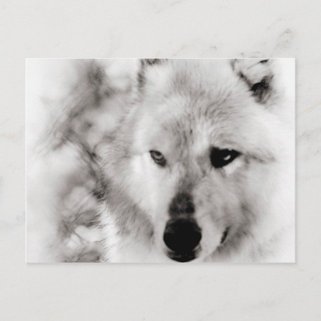 Postal Wolf Spirit (Anverso)