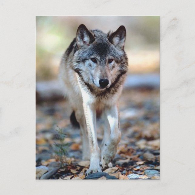 POSTAL WOLF WALKING (Anverso)
