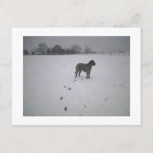 Postal Wolfhound en la nieve