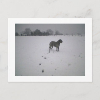 Postal Wolfhound en la nieve