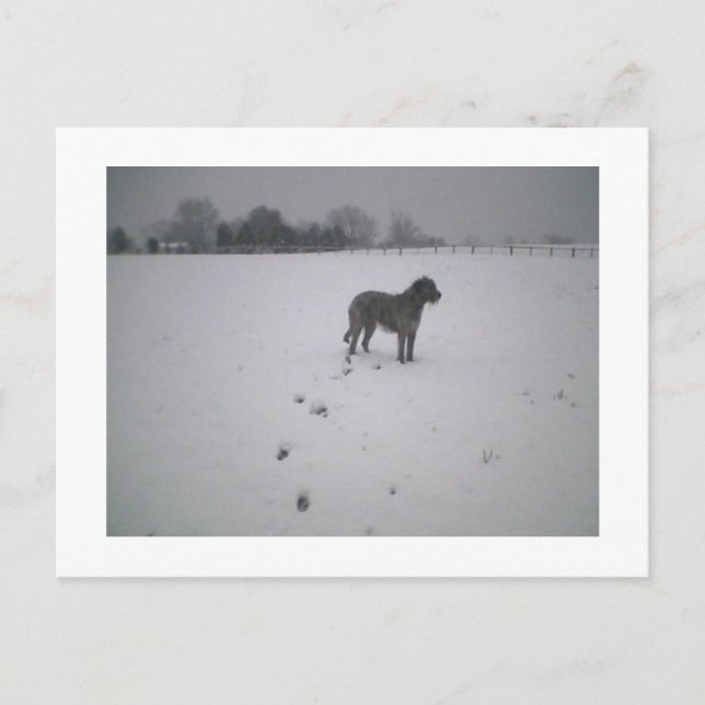 Postal Wolfhound en la nieve (Anverso)