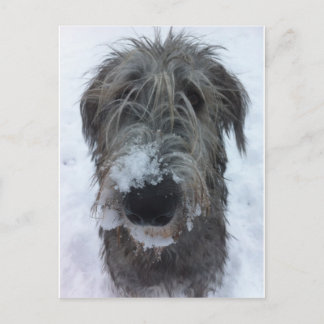 Postal wolfhound irlandés que juega en la nieve