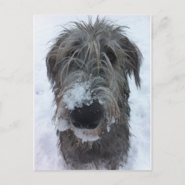 Postal wolfhound irlandés que juega en la nieve (Anverso)