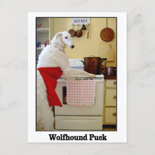 Postal Wolfhound Puck