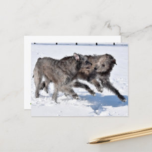 Postal Wolfhounds irlandés corre en la nieve