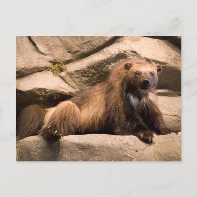 Postal Wolverine (Anverso)