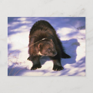 Postal Wolverine en nieve