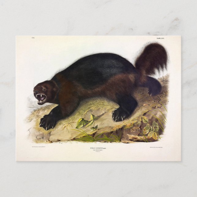 Postal Wolverine o Wolverene (Gulo gulo) de Audubon (Anverso)