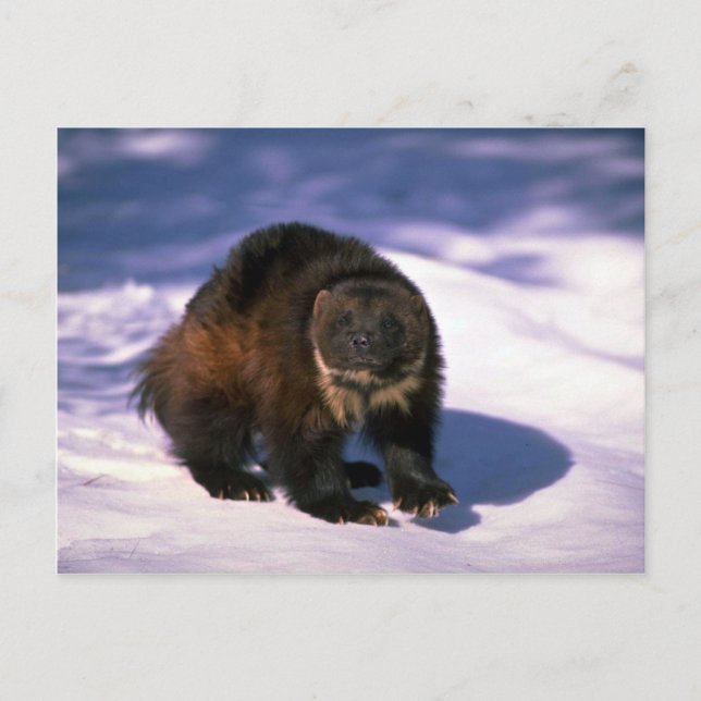 Postal Wolverine sobre la nieve (Anverso)