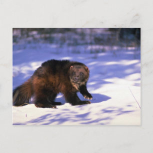 Postal Wolverine sobre la nieve