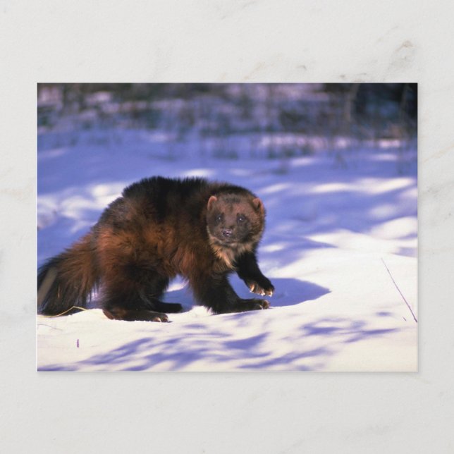 Postal Wolverine sobre la nieve (Anverso)