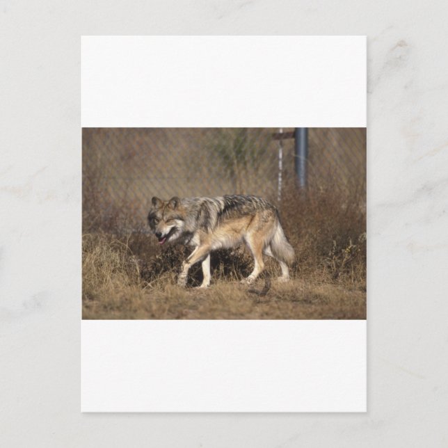 POSTAL WOLVES (Anverso)