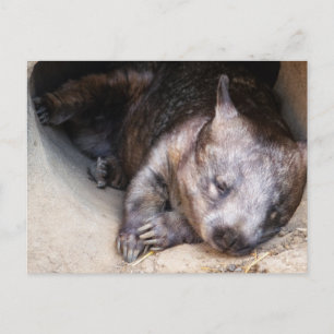 Postal Wombat