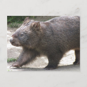 Postal Wombat