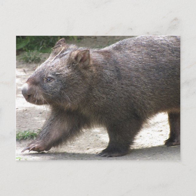 Postal Wombat (Anverso)