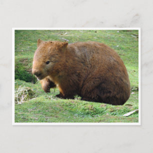 Postal wombat