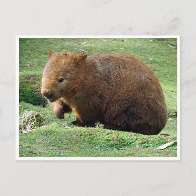 Postal wombat (Anverso)