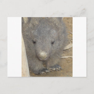 Postal Wombat
