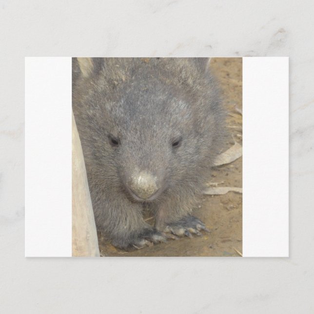 Postal Wombat (Anverso)