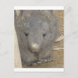 Postal Wombat