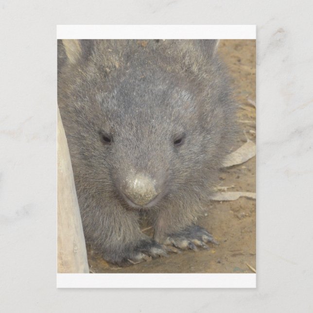 Postal Wombat (Anverso)