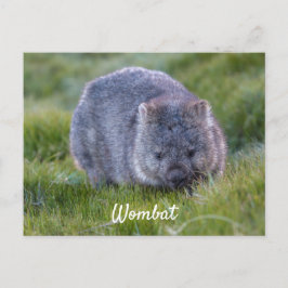 Postal Wombat Animal Tierno Personalizado Tasmania Austra