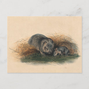 Postal Wombat de Tasmania por Joseph Wolf