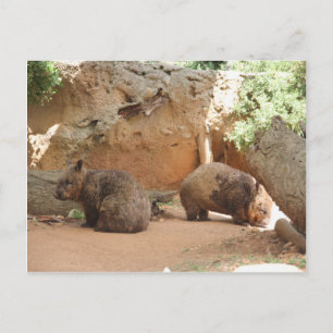 Postal Wombat Heaven