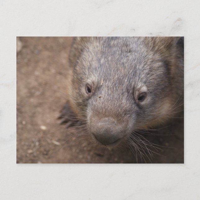 Postal Wombat Kiss (Anverso)
