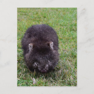 POSTAL WOMBAT TASMANIA AUSTRALIA