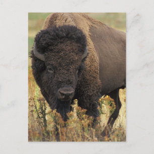 Postal Wood Bison Postcard