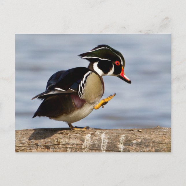 Postal Wood Duck on log in wetland (Anverso)