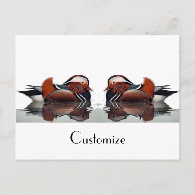 Postal Wood Duck Thunder_Cove (Anverso)