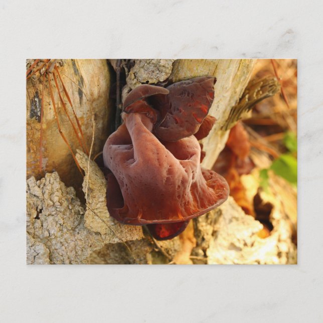 Postal Wood Ear Mushroom (Anverso)