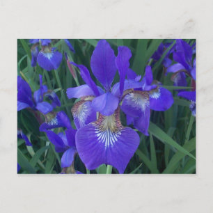 Postal Wood Iris