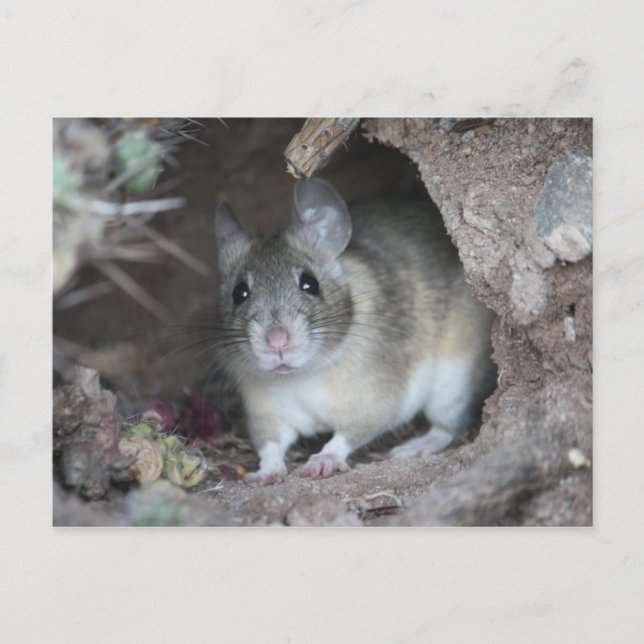 Postal Wood Rat Postcard (Anverso)