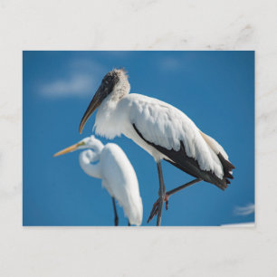 Postal Wood Stork