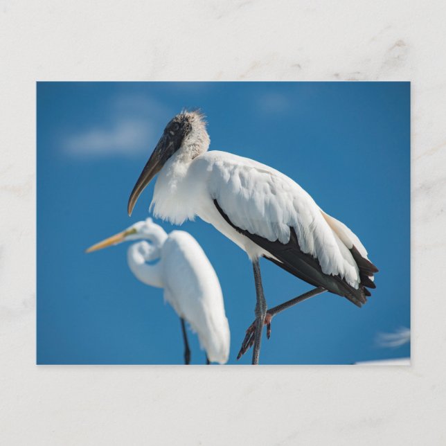 Postal Wood Stork (Anverso)